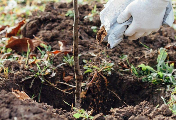 Что и как надо сделать, чтобы саженцы прижились и быстро пошли в рост: 7 правил посадки плодовых деревьев